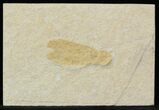 Jurassic Fossil Insect (Lacewing) - Solnhofen Limestone #52505-1